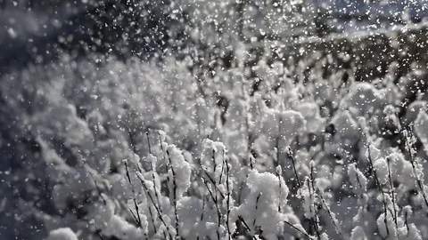 A gust of wind woke snowflakes over the bush Video stock 126609286