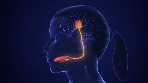 Gustatory Neural Network for Taste Detection Vídeos de archivo 285043853