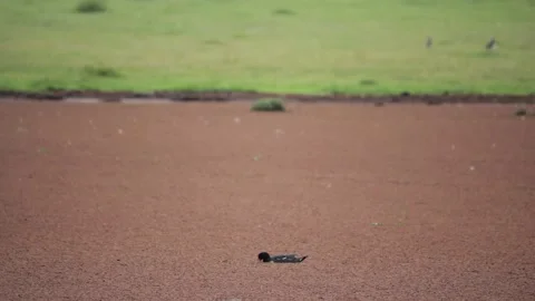 Gustavo Damasco Video stock 170951154