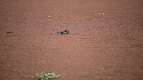 Gustavo Damasco Video stock 170951175