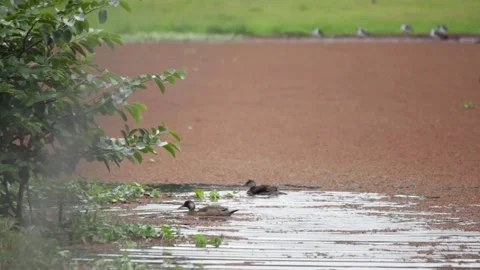 Gustavo Damasco Video stock 170951181