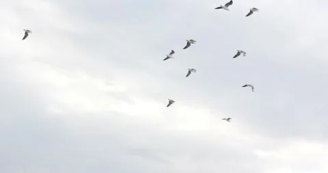 Gusting wind is moving gulls that are spreading, circling and migrating up and Vidéo 339495314