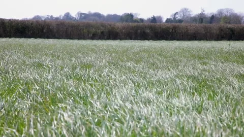 Gusting wind through the filed grass with hedgerow in distance Stock Footage 131633454