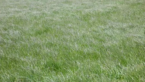 Gusting wind through the meadow grass in a field Stock Footage 131629924