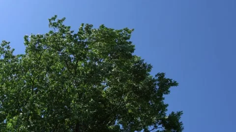 Gusts of strong wind swing crown of huge red oak in different directions. Video stock 134463284