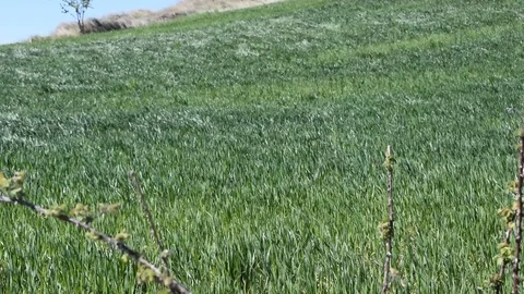 Gusts of wind forming abstract waves in the green wheat field Stock Footage 112626531