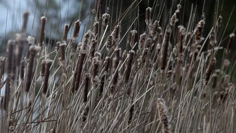 Gusts of wind pump dry reeds in the spring. Stock Footage 130270010