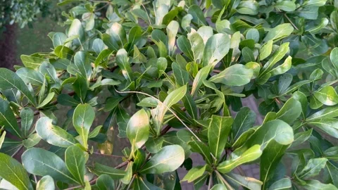 Gusts of wind shake the branches and twigs Stock Footage 273293159