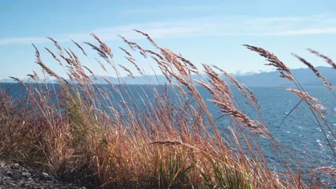 Gusts of wind shake the wild grass by the lake. Sunny autumn day. 4K. Stock Footage 167657467
