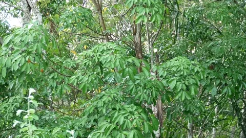 Gusts of wind swayed the branches of the rubber tree. Vídeos de archivo 255196019