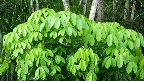 Gusts of wind swayed the branches of the rubber tree. Stock Footage 255196059