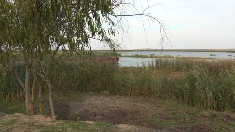 Gusty weather as the grass bends in the summer winds under a cloudy sky Video stock 123967065