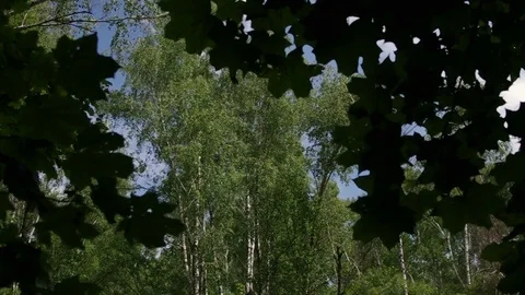 Gusty wind bends birch trees Video stock 77102318