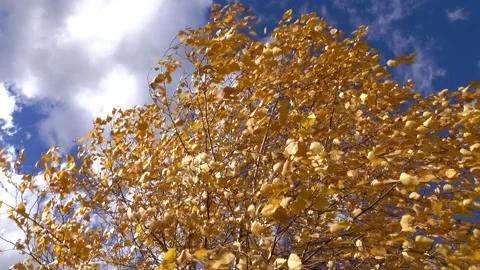 A gusty wind sways birch branches with golden autumn leaves against a background Stock Footage 163653786