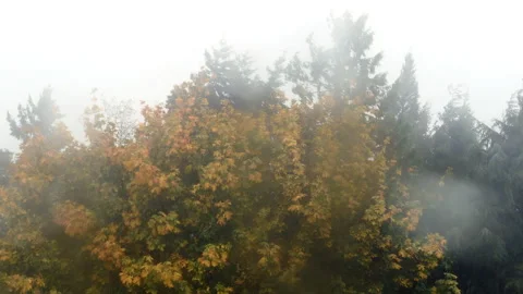 Gusty winds, rain and storm weather in Western Washington state USA Stock Footage 163786215