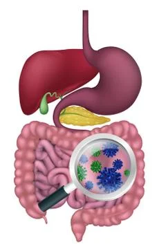 Gut Bacteria Digestive System Probiotic Flora Stock Illustration