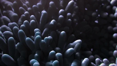 Gut bacteria Stock Footage 88122571