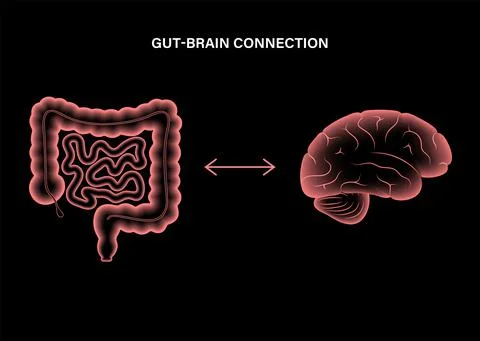 Gut Brain 3D Stock Illustration