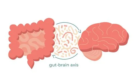 Gut-brain axis and microbiome concept. Enteric nervous system in human body 스톡 일러스트