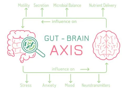 Gut - Brain AXIS landscape poster. Useful infographic. Stock Illustration