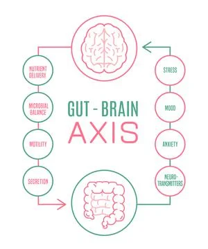 Gut - Brain AXIS vertical poster. Medical infographic. Stock Illustration