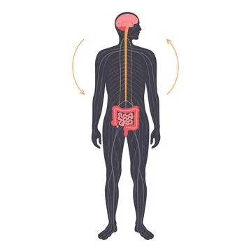 Gut brain connection Stock Illustration