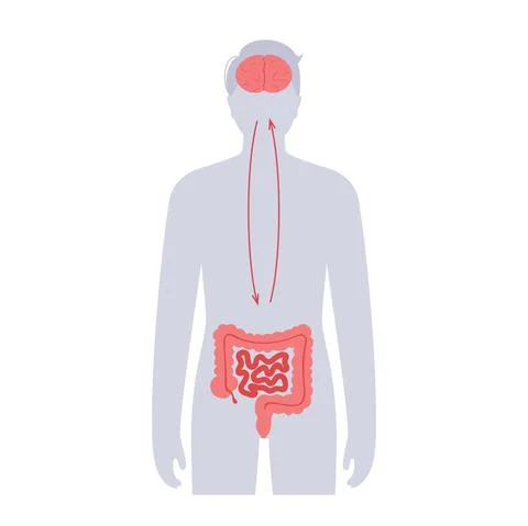 Gut brain connection Stock Illustration