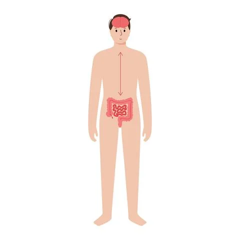 Gut brain connection Stock Illustration