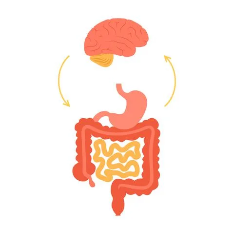 Gut brain connection Stock Illustration