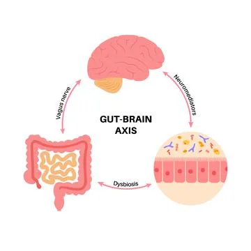 Gut brain connection Stock Illustration