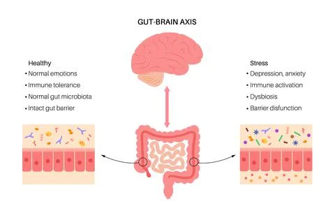 Gut brain connection Stock Illustration