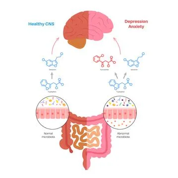 Gut brain connection 库存插图