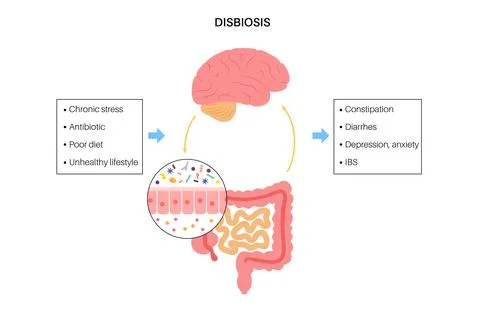 Gut brain connection Stock Illustration