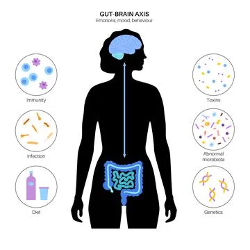 Gut brain connection 库存插图