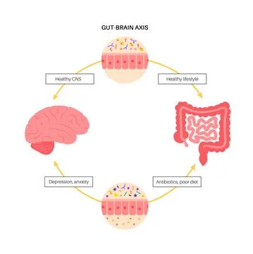 Gut brain connection Illustrazione stock