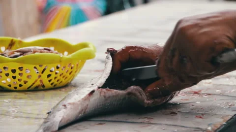 Gut Fish. Cleans Fish. Evisceration of fish. Fresh fish Processing. Skinning Video stock 66967716
