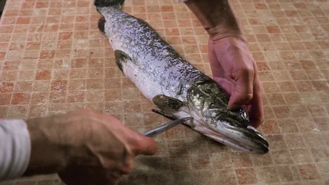 Gut fish. Cleans Fish. Fresh fish Processing. Video stock 79575382