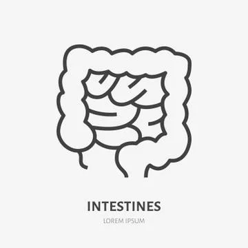 Gut flat line icon. Vector thin pictogram of human internal organ, intestines Stock Illustration