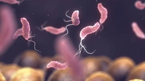 Gut flora composition Video stock 332492411