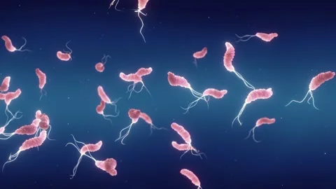 Gut flora composition Video stock 333636856