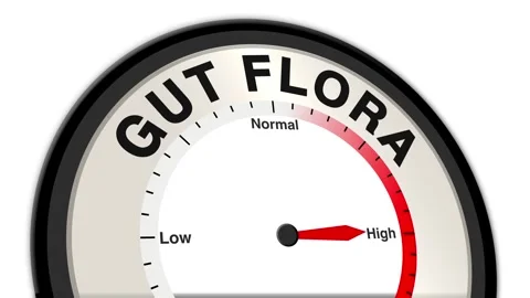 Gut flora Text or Word Level Low Normal High - Barometer or Tachometer Stock Footage 308504469
