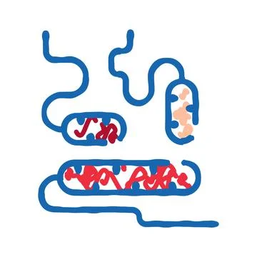 Gut microbiome and circulatory system interaction diagram Stock Illustration