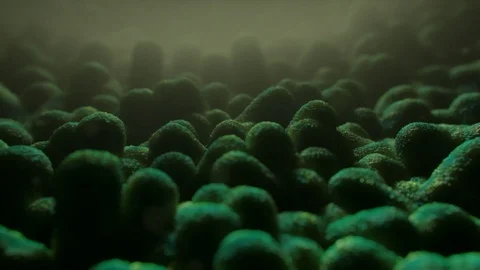 Gut microbiome bacteria Stock Footage