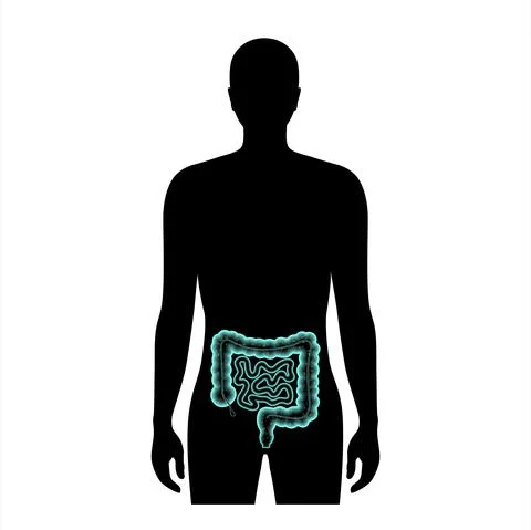 Gut microbiome concept イラスト素材