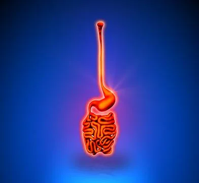 Guts - Internal organs - blue background 스톡 일러스트