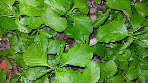 Guttation droplets on spinach leaf tip Stock Photos
