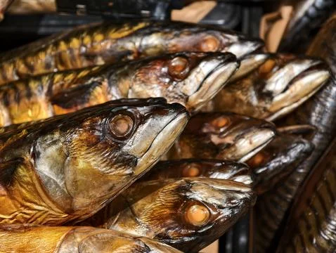 Gutted mackerel with head presented as hot smoked fish on a supermarket cou.. Stock Photos