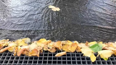 Gutter catching leaves from flowing rain water Stock Footage 120021114