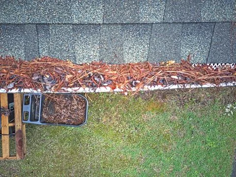 Gutter Covered with Pine Straw Foto stock