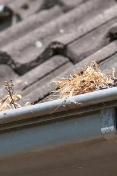 Gutter is full of grass and leaves, poor maintenance. Gutter should be cleane Stock Photos